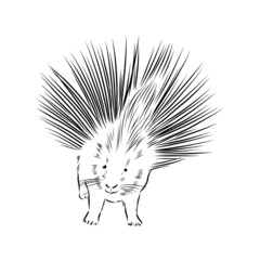 Porcupine illustration, drawing, engraving, ink, line art, vector