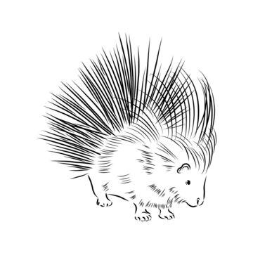 Porcupine illustration, drawing, engraving, ink, line art, vector