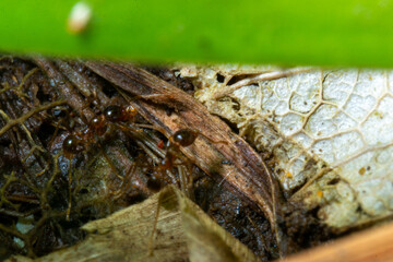 Group of ant at a forest macro close up