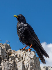 Black European Daw, Pyrrhocorax Graculus, Sits Attentive On Rock