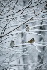 bird on a snowy branch, sparrow, wild animal close-up