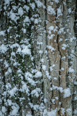 Fototapeta premium tree close-up, natural background, wooden view
