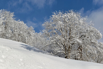 trees in mountain forest covered with fresh snow in blue sky
