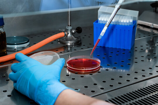 Preparation of a petri dish with culture medium in a sterile laminar flow hood. Scientist working in laminar flow hood preparing a petri plate for sowing of samples