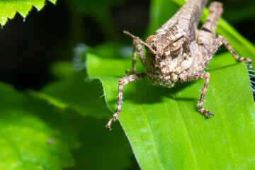 Brown gasshopper on top of a leaf macro close up