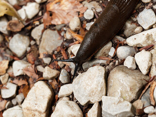 Arion ater | Loche noire ou limace géante brun noir foncé