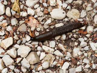 Arion ater | Loche noire ou limace géante brun noir foncé
