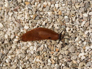 (Arion rufus) Grande Loche ou grande limace rouge orangé, gastéropode sans coquille en bordure de sentier humide de Forêt-Noire Allemagne
