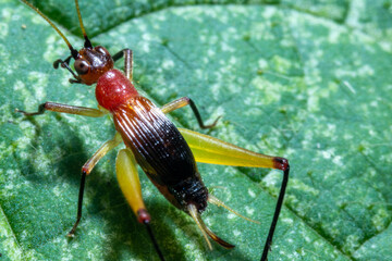 red-headed bush cricket on top of a leaf macro close up