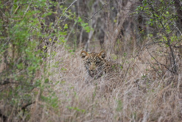 leopard, Panthera pardus, stalking through the dense african bush