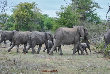 Herd of African elephants, Loxodonta, casually walking alothrough the bush of an african landscape