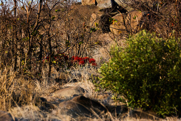 Romantic dry african Landscape in golden light during sunset