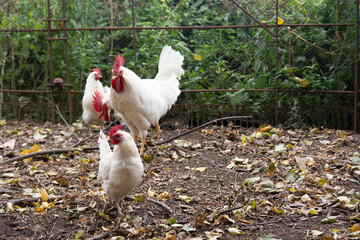 White chickens and Leghorn roosters walking in the pen on the farm