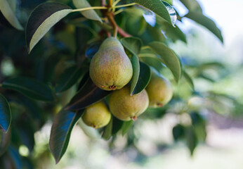pears on a tree in summer in Adelaide, South Australia