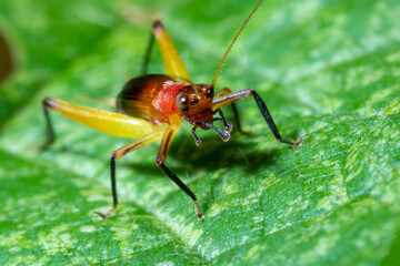 Fototapeta na wymiar red-headed bush cricket on top of a leaf macro close up