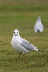 Mouettes sur une pelouse