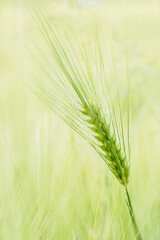 Fototapeta premium Detail of barley unripe on a field.
