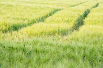 Traces in a field of barley after protective spraying. 