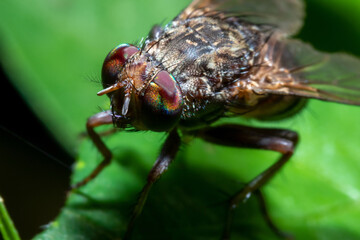 Garbage fly in the nature macro close up