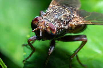 Garbage fly in the nature macro close up