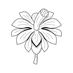 Abstract Hand Drawn Flower Plant Botanic Floral Nature Bloom Doodle Concept Vector Design Outline Style On White Background Isolated