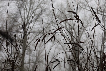 Dried grass in foggy forest