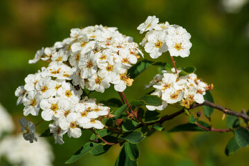 A bunch of white tiny flowers on a bush.