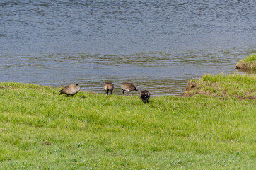 canadian geese in Lamar Valley in Yellowstone National Park in Wyoming 