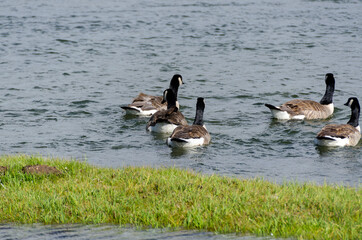 canadian geese in Lamar Valley in Yellowstone National Park in Wyoming 