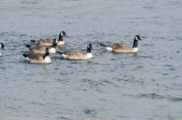 canadian geese in Lamar Valley in Yellowstone National Park in Wyoming 