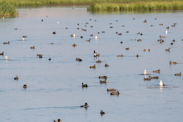 canadian geese in Lamar Valley in Yellowstone National Park in Wyoming 