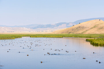 canadian geese in Lamar Valley in Yellowstone National Park in Wyoming 