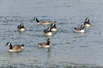 canadian geese in Lamar Valley in Yellowstone National Park in Wyoming 