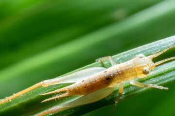 Small brown grasshopper on top of a grass close up