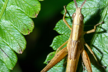 Grasshoper on top of a leaf in the nature