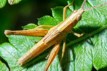 Grasshoper on top of a leaf in the nature