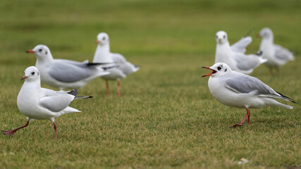 Groupe de mouettes sur une pelouse