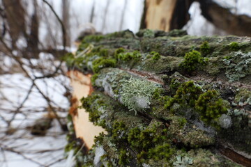 Evernia prunastri on the moss covered tree, grey lichen with green moss on the fallen tree