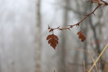 Crataegus marshallii leaves in the winter forest 