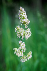 Seeds at the top of the grass. 