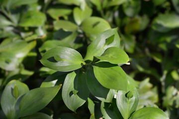 Spineless butchers broom