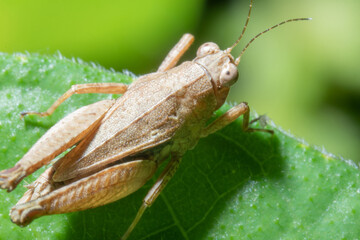 Brown grasshoper on top of a leaf