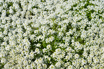 Sweet alyssum Snow Crystals