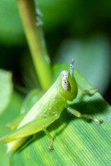 Grasshoper posing on top of a grass macro close up
