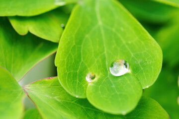 Morning dewdrops on green leaves.