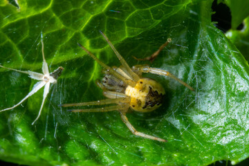 Small spider on top of a leaf macro close up