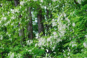 White acacia flowers on a tree with green leaves.