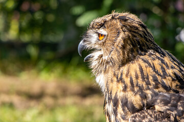 The portrait of The eagle-owl (Bubo bubo) in summer nature.