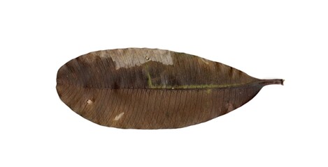 dry leaf isolated on white background	