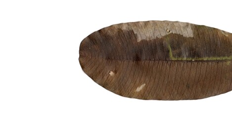dry leaf isolated on white background	